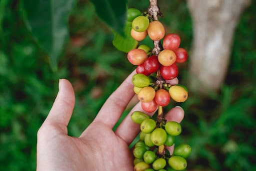 best kona coffee top 5